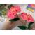 Chelines Gamuzados Rosado Medio para muñecos Decoración 18